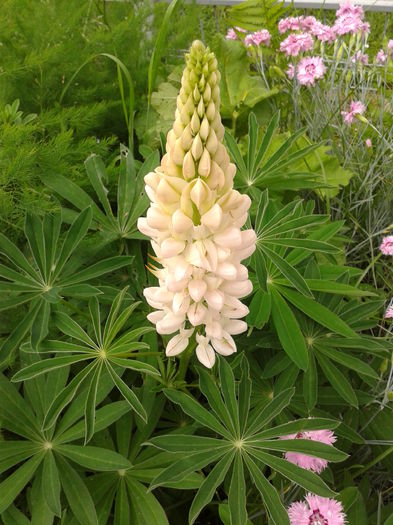 Fotografie0013 - AAAAA_LUPIN 2015_2017_2018_2019_2020