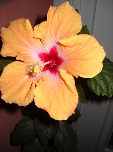 Yellow Holiday - HIBISCUS-2015