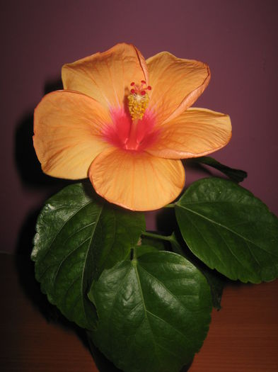 Picture My plants 3426 - Hibiscus Premier