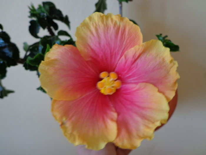 DSC07823 - HIBISCUS  2015