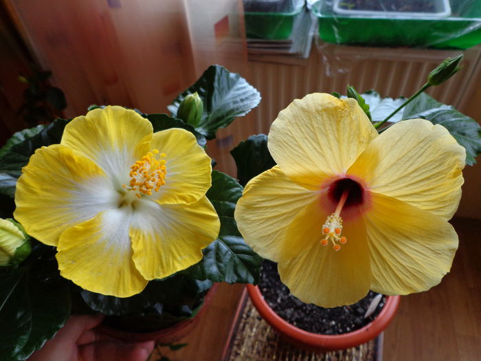 DSC07896 - HIBISCUS  2015