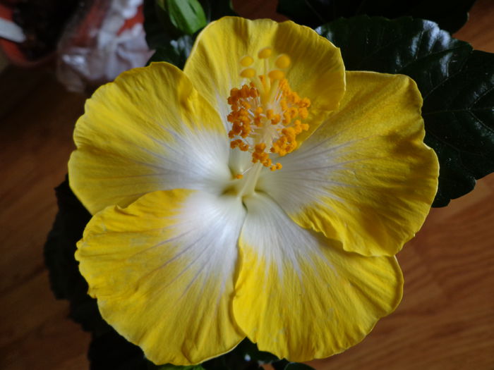 DSC07901 - HIBISCUS  2015