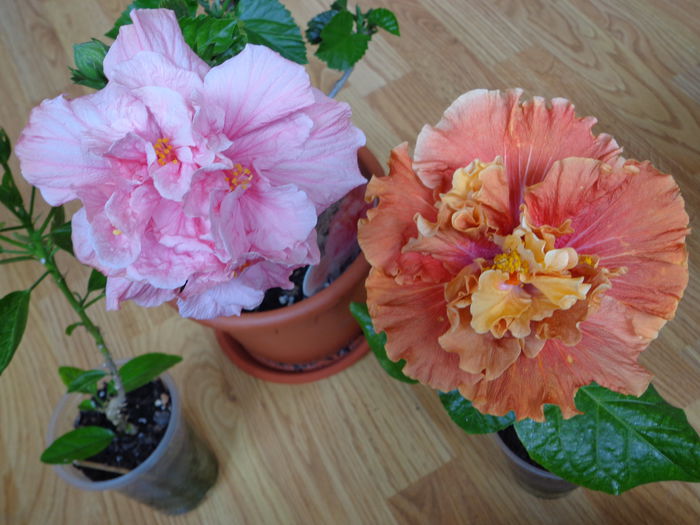 DSC07692 - A-HIBISCUS 2015-1