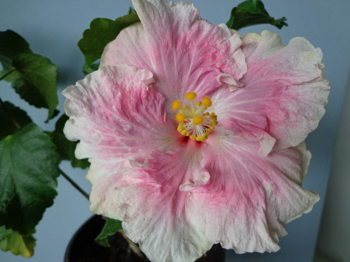DSC07839 - A-HIBISCUS 2015-1