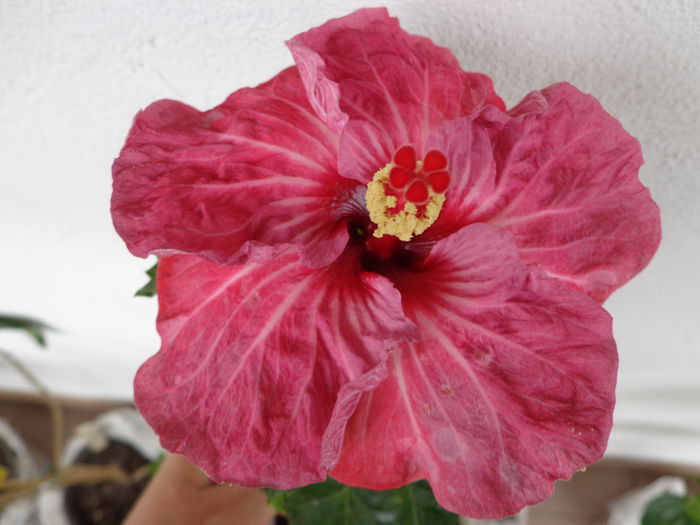 DSC07843 - A-HIBISCUS 2015-1