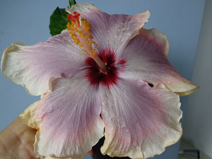 DSC07717 - A-HIBISCUS 2015-1