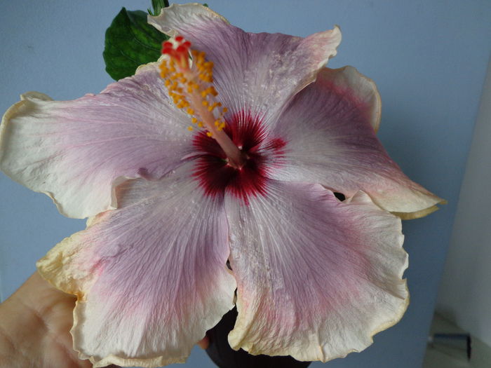 DSC07716 - A-HIBISCUS 2015-1