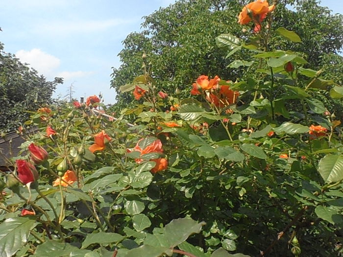 P5250027