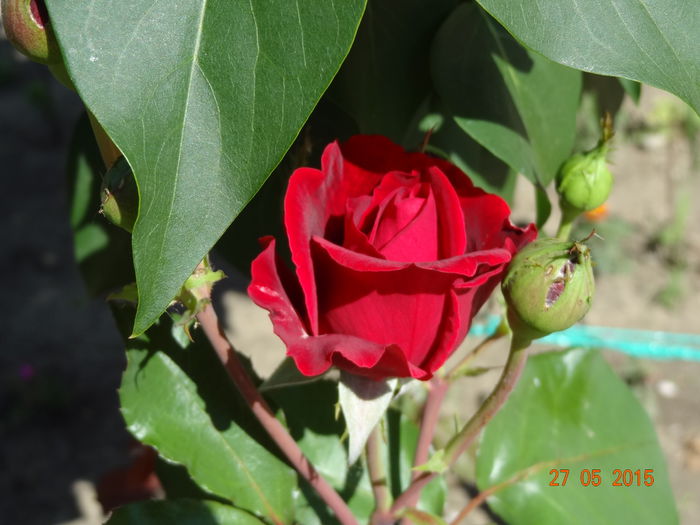DSC09412