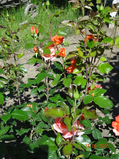 DSC09413