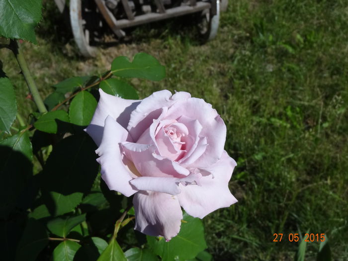 DSC09415