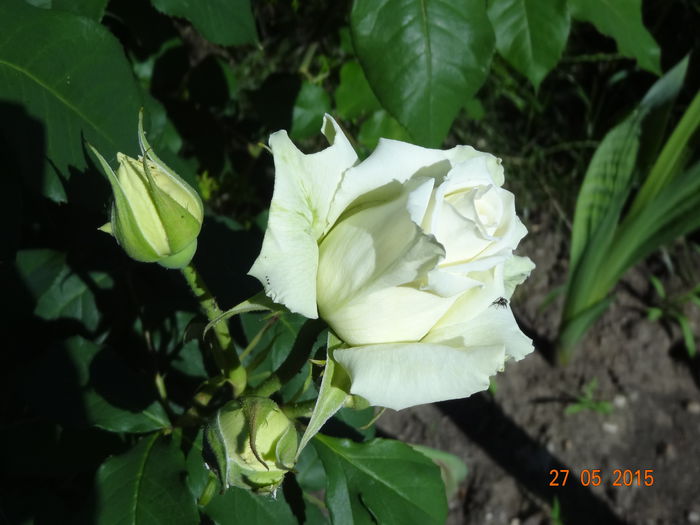 DSC09419