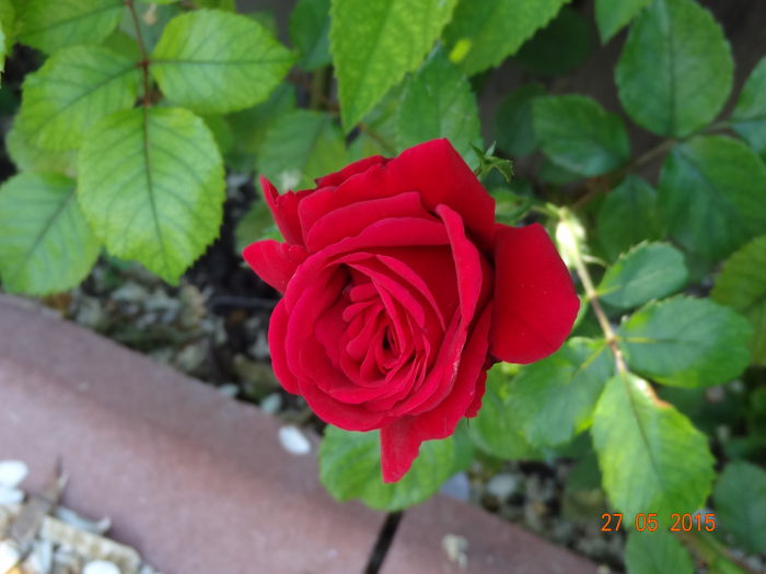 DSC09420