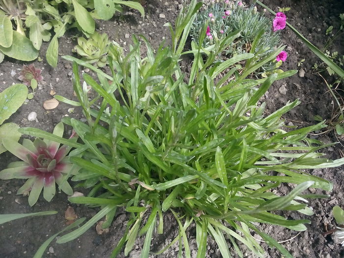 FLOARE DE COLT - 2015 Flori in  gradina