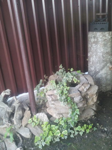  - 2015 Flori in  gradina