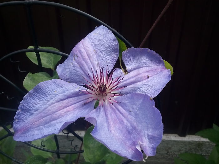  - 2015 Flori in  gradina