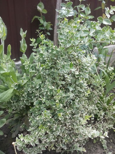  - 2015 Flori in  gradina