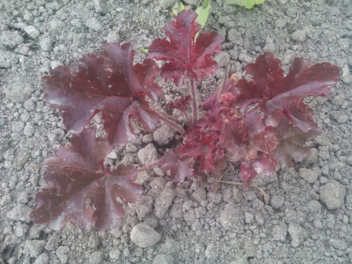  - 2015 Flori in  gradina