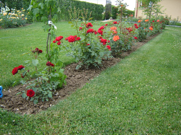 Lavaglut, Nina Wiebull si Samba