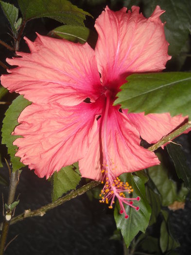  - 0 Zambetul florilor