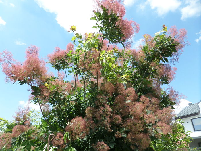 Cotinus Scabra