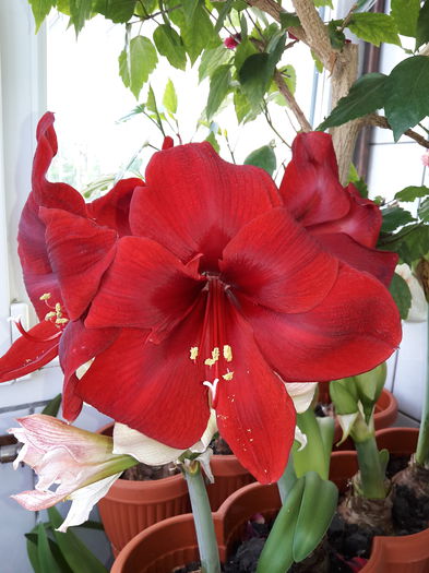 floare imensa - Amaryllis