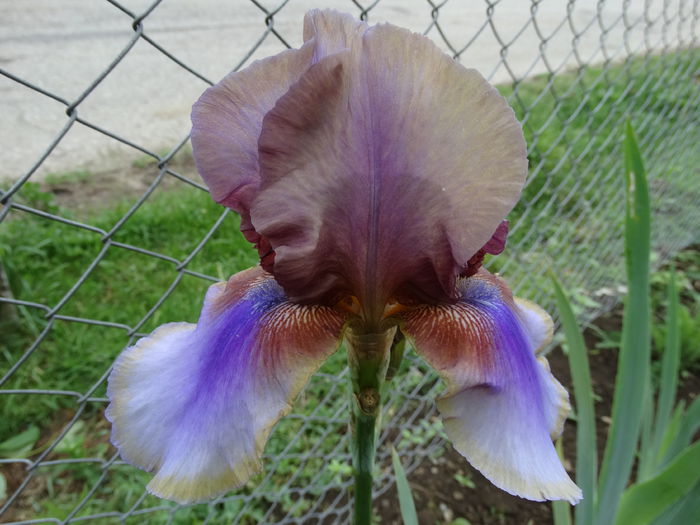 DSC00987 - Irisi 2015-2016-2017-2018