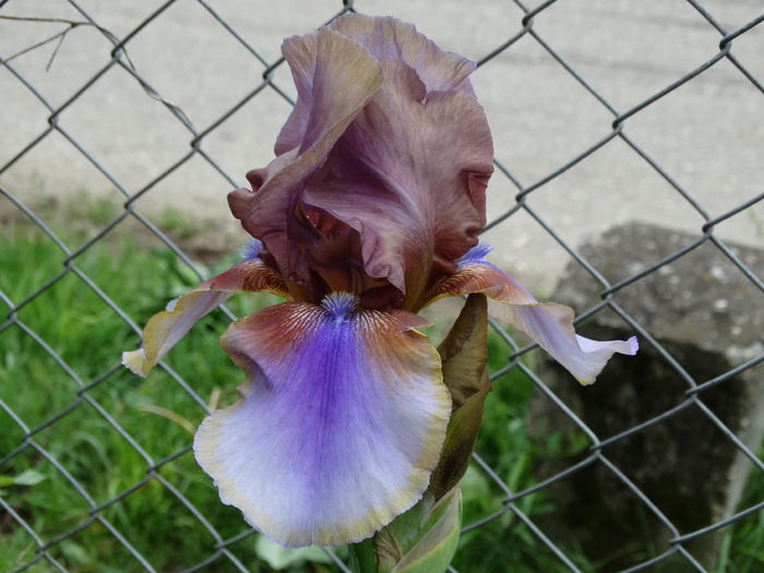 DSC01008 - Irisi 2015-2016-2017-2018