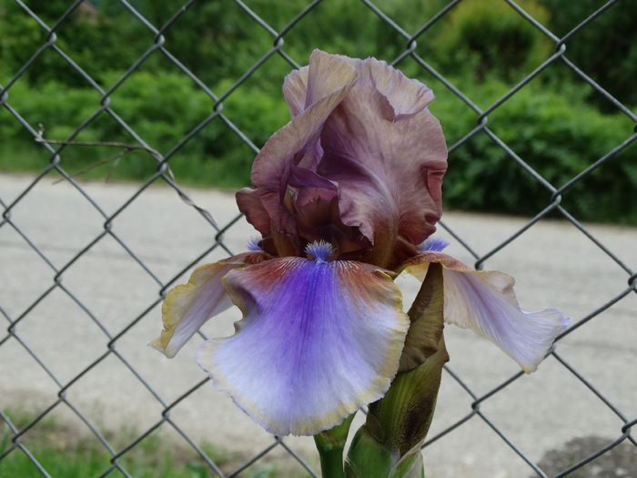 DSC01007 - Irisi 2015-2016-2017-2018