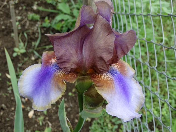 DSC01006 - Irisi 2015-2016-2017-2018