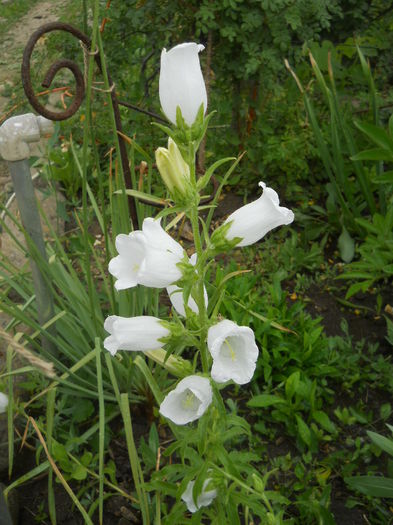campanula alba