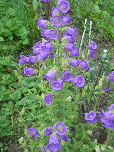 campanula bleo