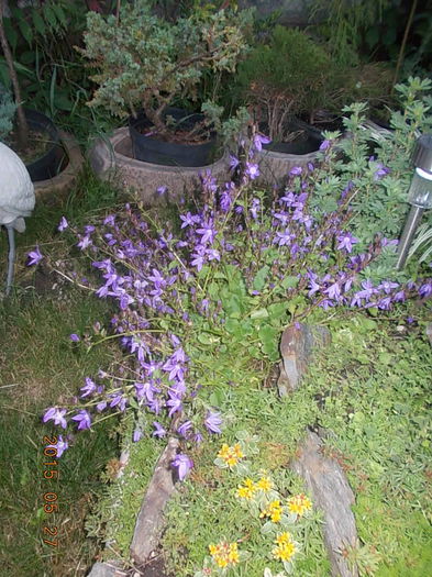 campanul - 2015 in gradina mea