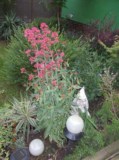 centranthus ruber coccineus - 2015 in gradina mea