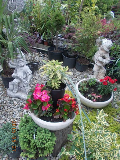 DSCN1863 - 2015 in gradina mea