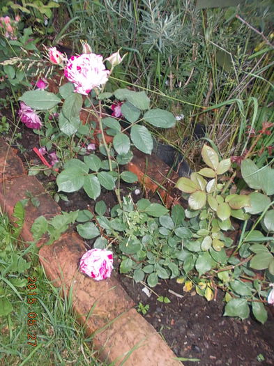 scentimental - 2015 in gradina mea