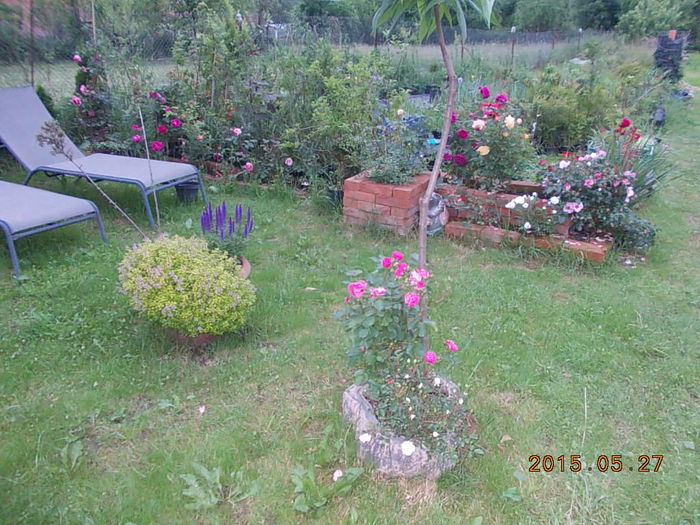 DSCN1911 - 2015 in gradina mea