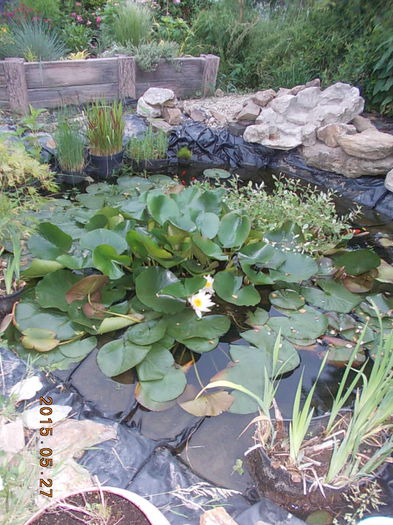 DSCN1912 - 2015 in gradina mea