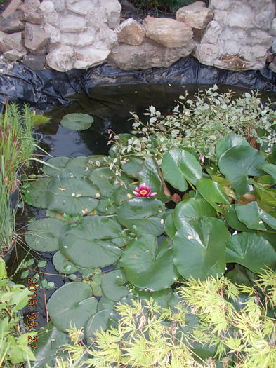 DSCN1913 - 2015 in gradina mea