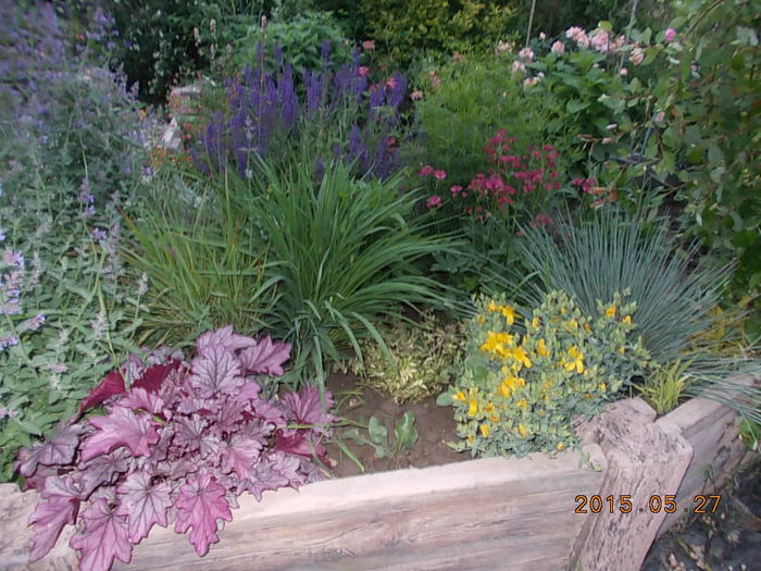 DSCN1916 - 2015 in gradina mea