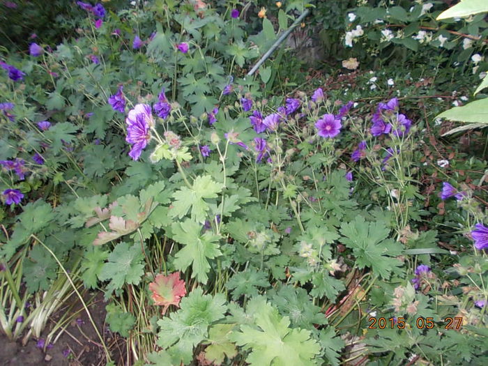 DSCN1918 - 2015 in gradina mea