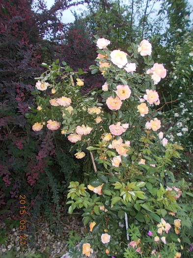 DSCN1920 - 2015 in gradina mea