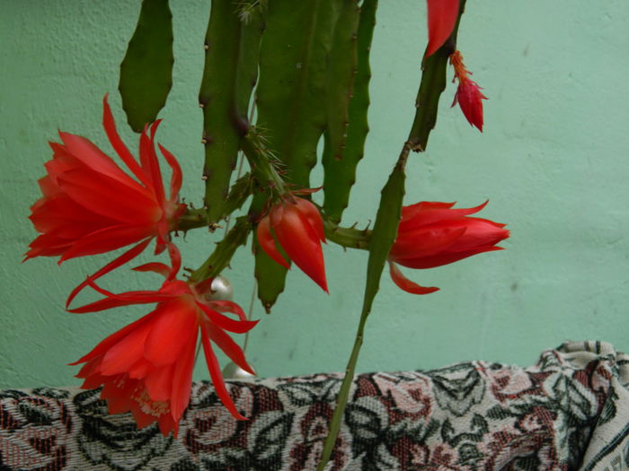 DSCN8168 - 2015_MAI_5