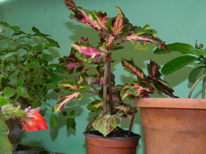 DSCN8170 - 2015_MAI_5