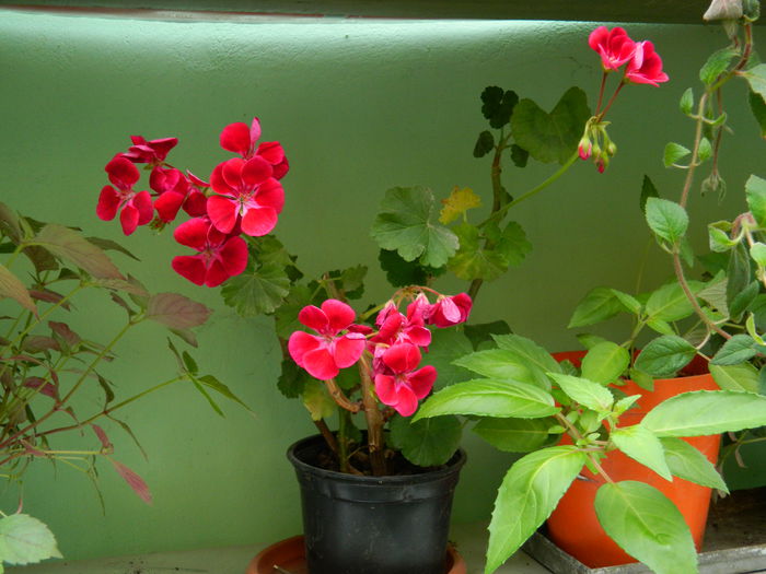 DSCN8171 - 2015_MAI_5