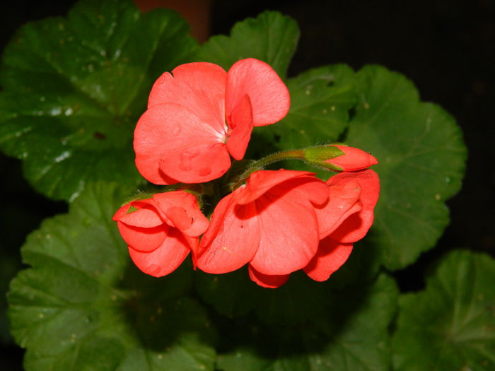 DSCN8179 - 2015_MAI_5