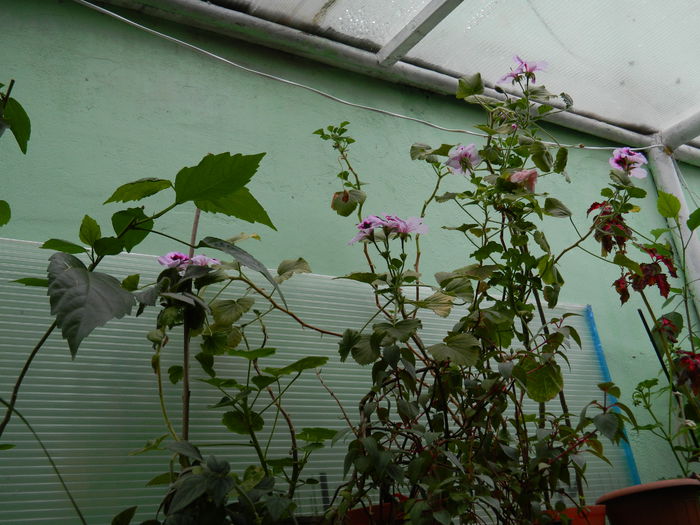 DSCN8182 - 2015_MAI_5