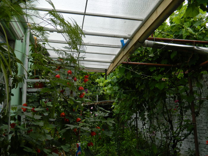 DSCN8183 - 2015_MAI_5