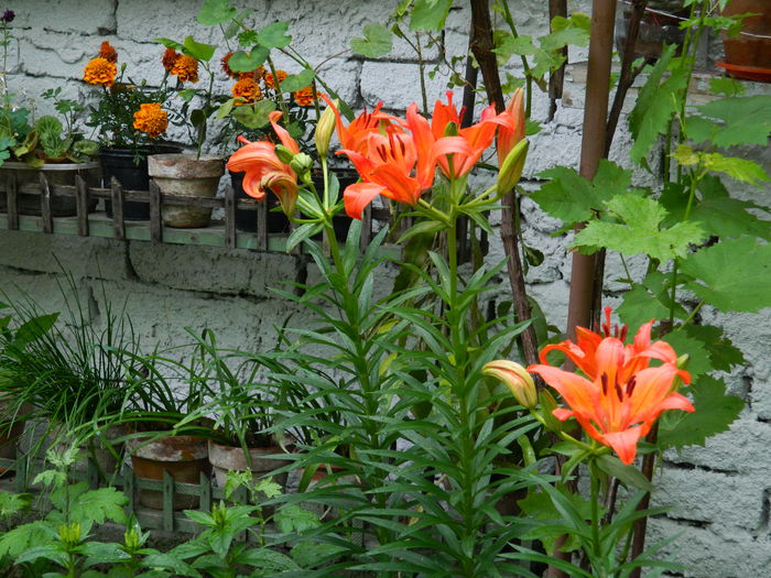 DSCN8188 - 2015_MAI_5