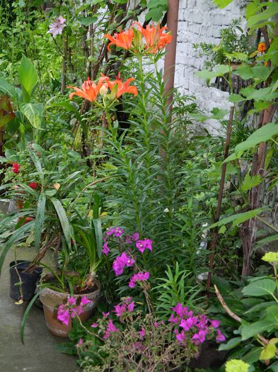 DSCN8200 - 2015_MAI_5